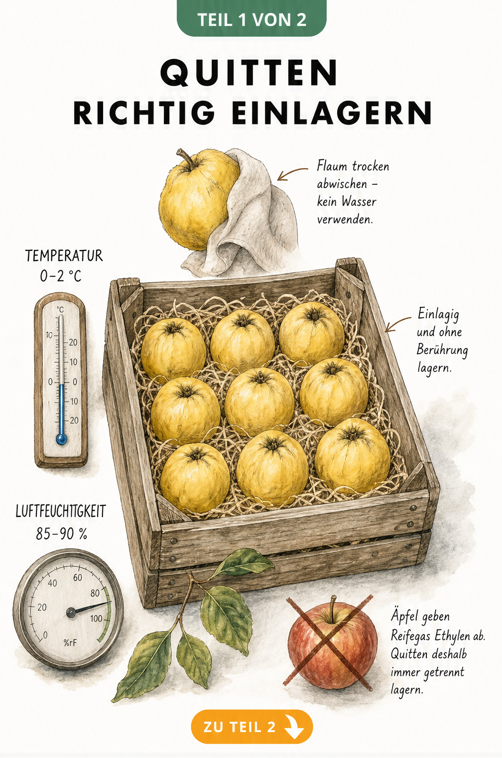 Illustration einer Holzkiste mit goldgelben Quitten auf Holzwolle, Thermometer und Hygrometer zeigen optimale Lagerbedingungen