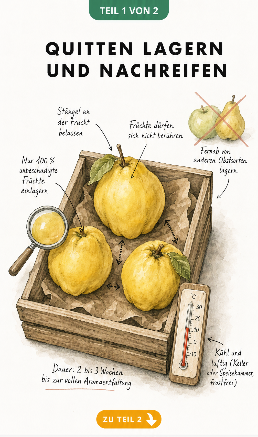 Illustration einer Holzkiste mit drei gelben Quitten, Thermometer bei 10 Grad und Hinweisen zur Lagerung