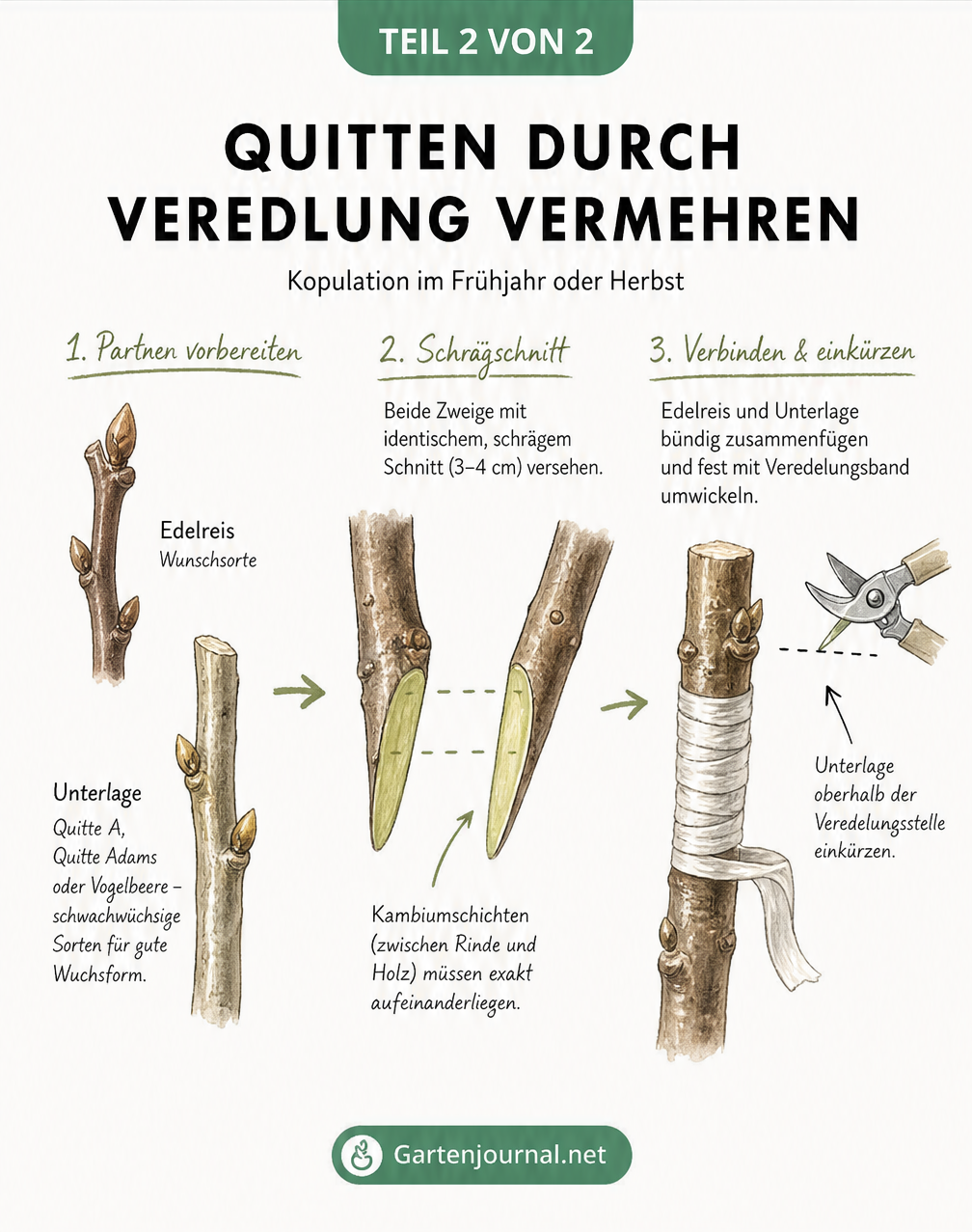 Schnittzeichnung der Kopulation bei Quitten: Edelreis und Unterlage werden schräg angeschnitten, passgenau zusammengefügt und mit Veredelungsband fixiert.