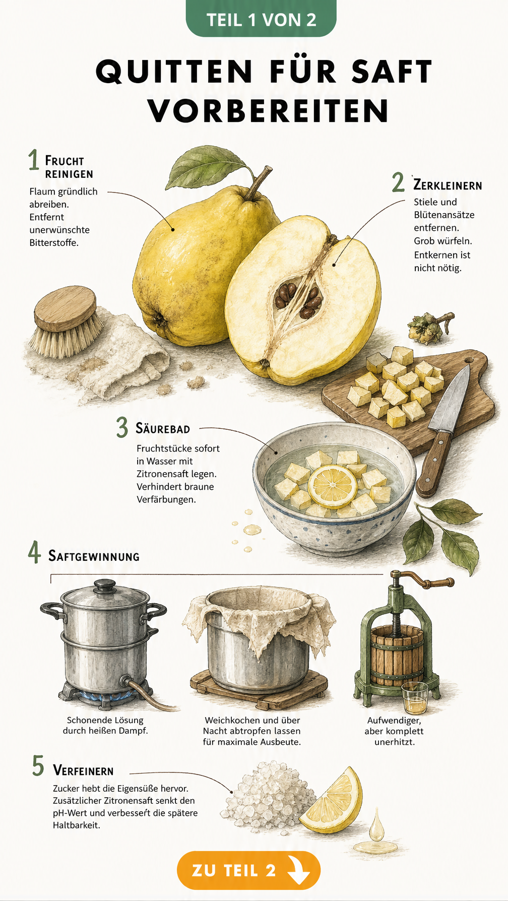 Illustration einer halbierten Quitte mit Arbeitsschritten zur Vorbereitung für Quittensaft: Frucht reinigen, zerkleinern, Säurebad, Saftgewinnung und...