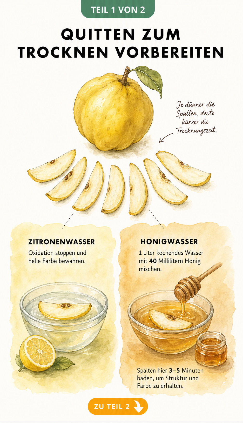 Illustration einer Quitte, die in Spalten geschnitten wird, sowie zwei Wasserbäder mit Zitrone und Honig zur Vorbehandlung.