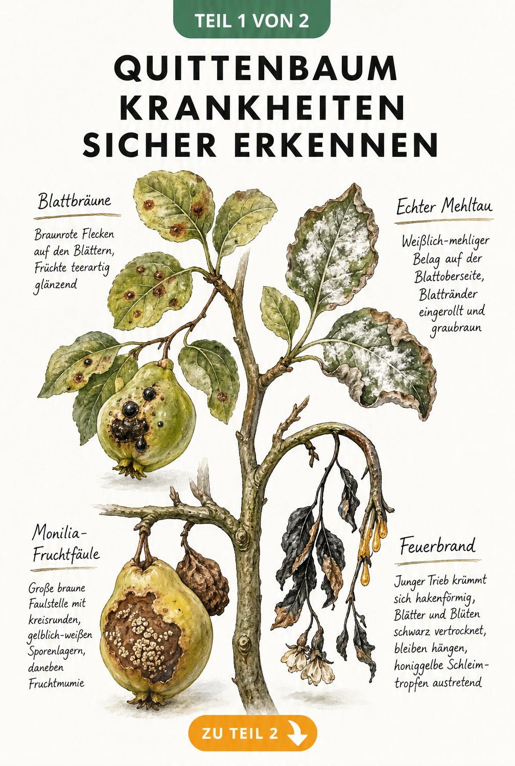 Illustration eines Quittenzweigs mit Symptomen von Blattbräune, Echtem Mehltau, Monilia-Fruchtfäule und Feuerbrand