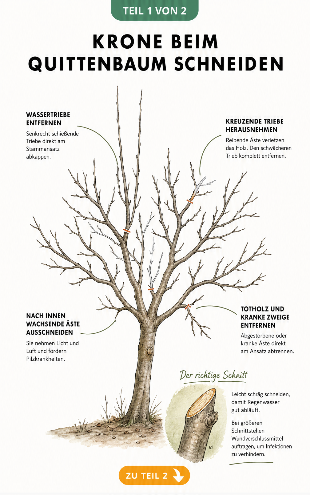 Illustration einer blattlosen Quittenbaumkrone im Winter mit Markierungen für den richtigen Schnitt von Wassertrieben, kreuzenden Ästen und Totholz.