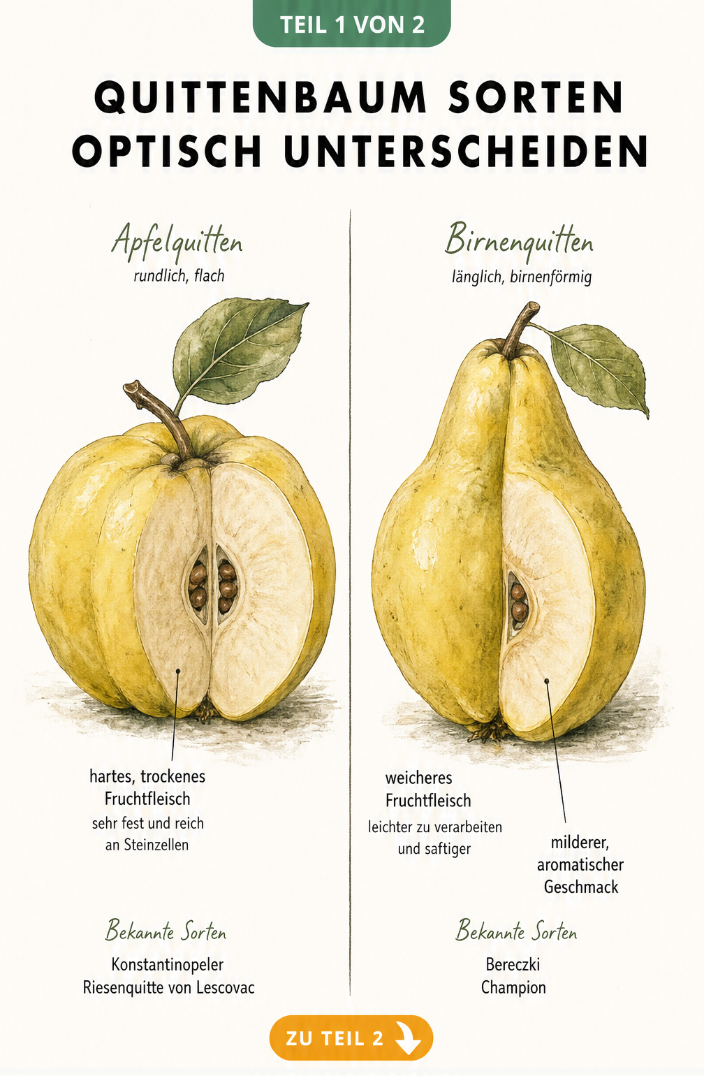 Botanische Illustration einer Apfelquitte und einer Birnenquitte im Vergleich