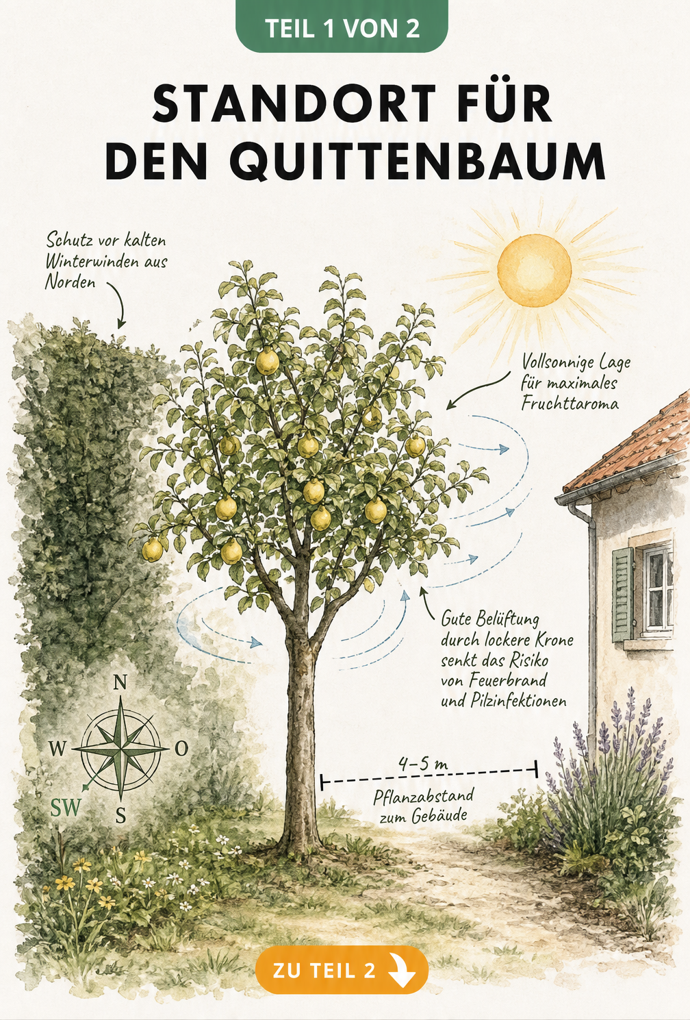 Gartenansicht mit Quittenbaum, Kompassrose nach Süden, Sonne und Hecke als Windschutz