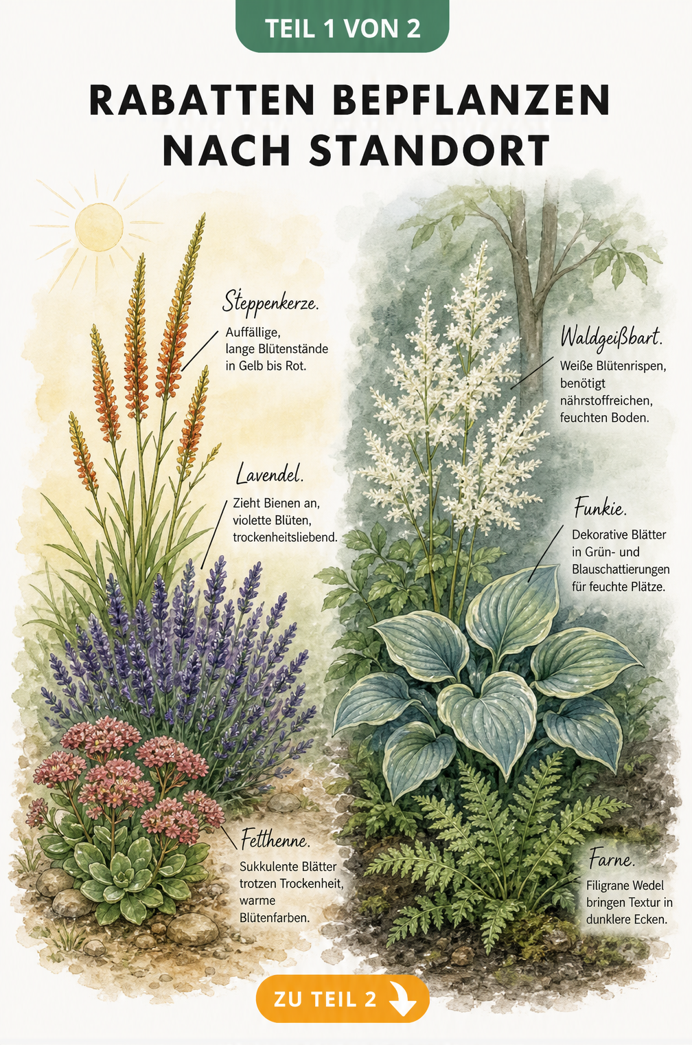 Botanische Illustration einer sonnigen und schattigen Rabatte mit Steppenkerze, Lavendel, Fetthenne, Waldgeißbart, Funkie und Farn