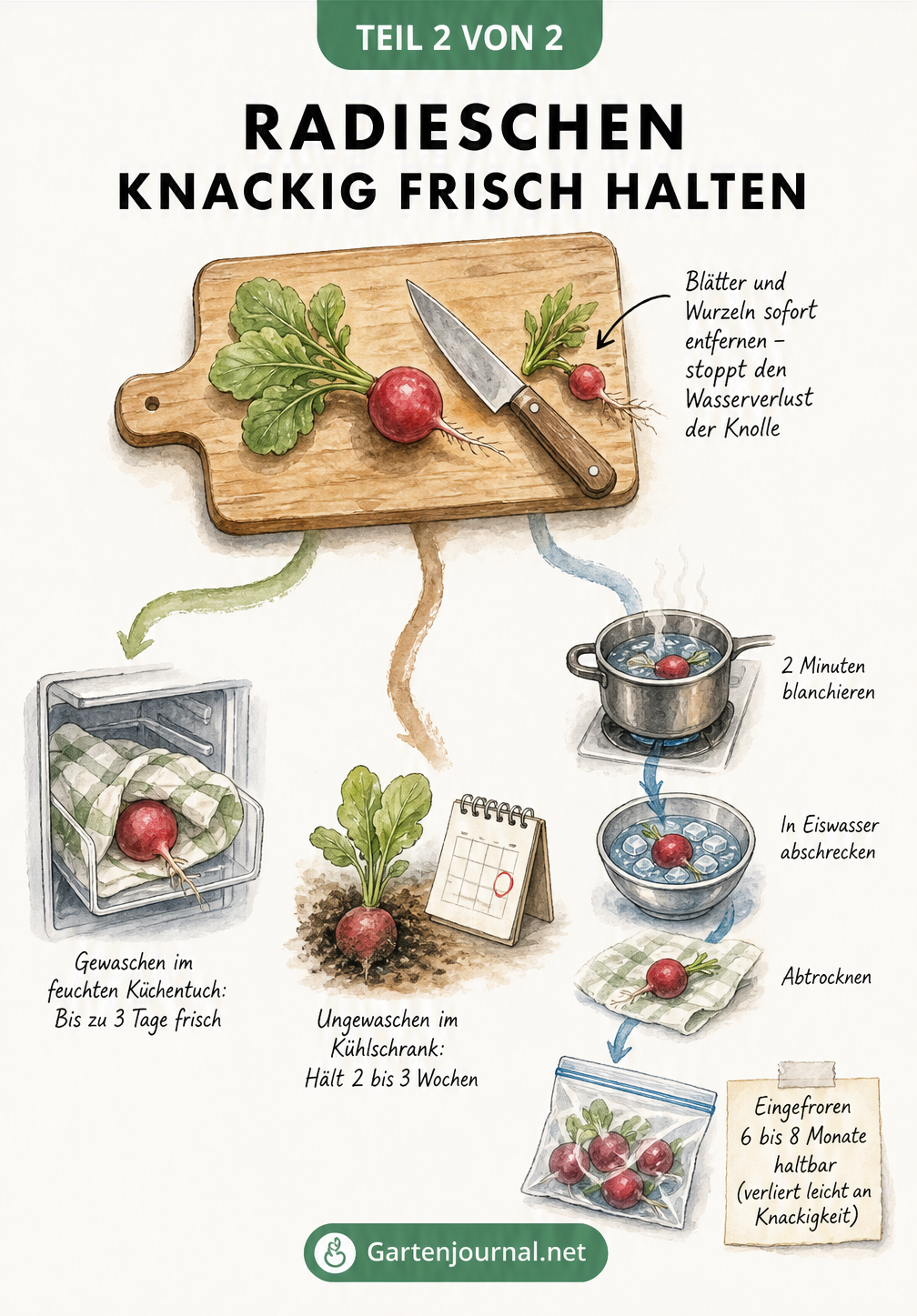 Illustration eines Schneidebretts mit Radieschen, von dem Pfade zur Lagerung im Kühlschrank und zum Einfrieren führen