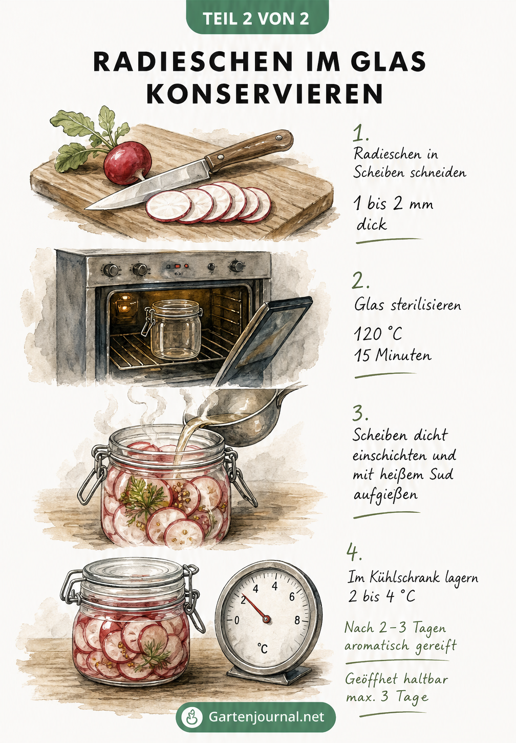 Illustration der Schritte zum Konservieren von Radieschen im Glas: Schneiden, Sterilisieren, Einschichten und Kühlen