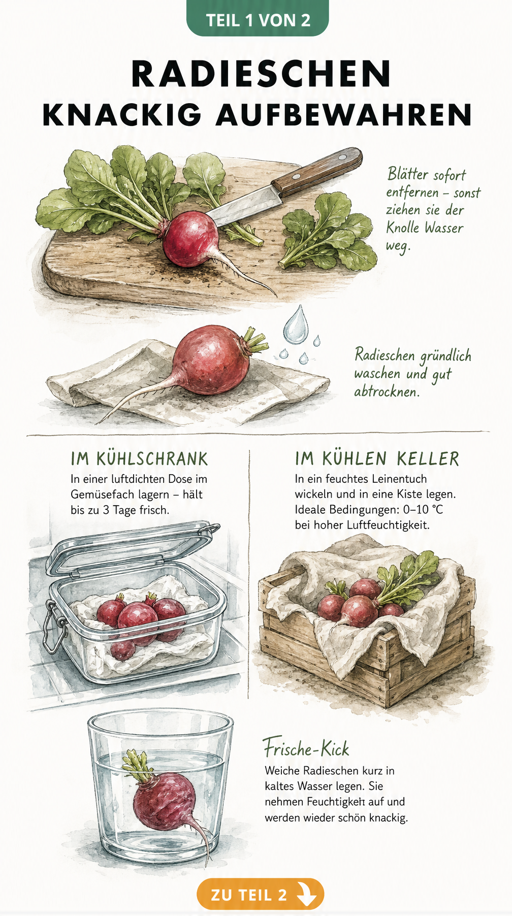 Illustration zur Vorbereitung und Lagerung von Radieschen im Kühlschrank und Keller sowie ein Wasserbad-Trick