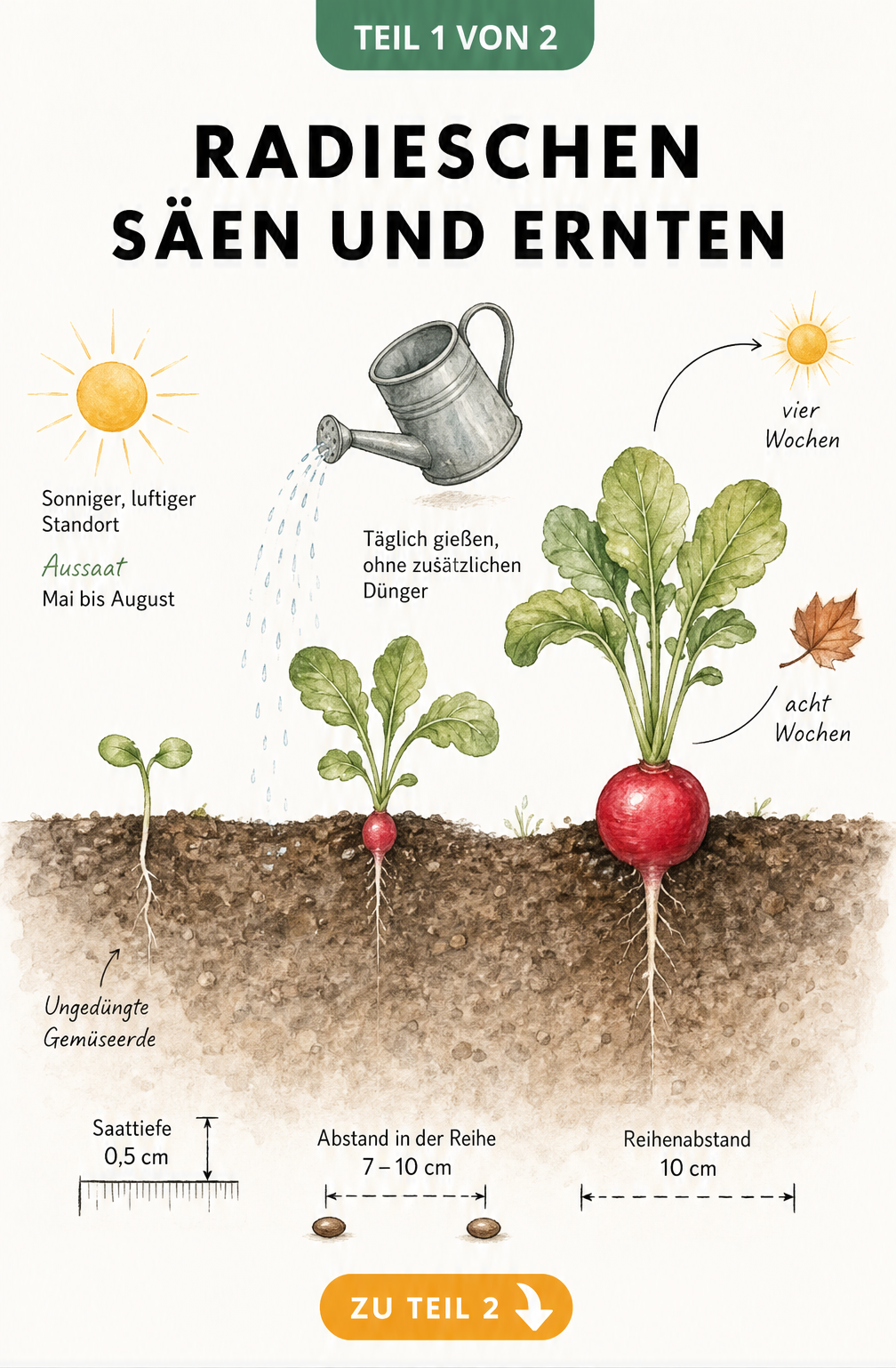 Botanische Querschnitt-Darstellung von Radieschen in der Erde mit Pflanzmaßen, Saattiefe und Wachstumsverlauf