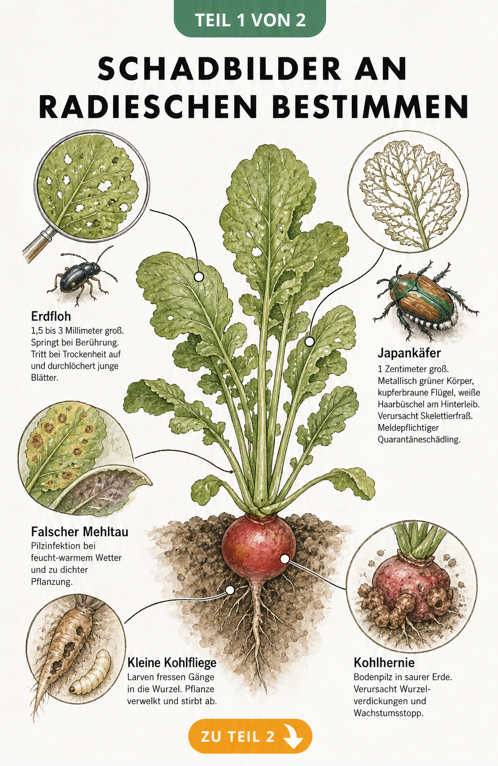 Botanische Illustration einer Radieschenpflanze mit Schadbildern von Erdfloh, Japankäfer, Falschem Mehltau, Kleiner Kohlfliege und Kohlhernie