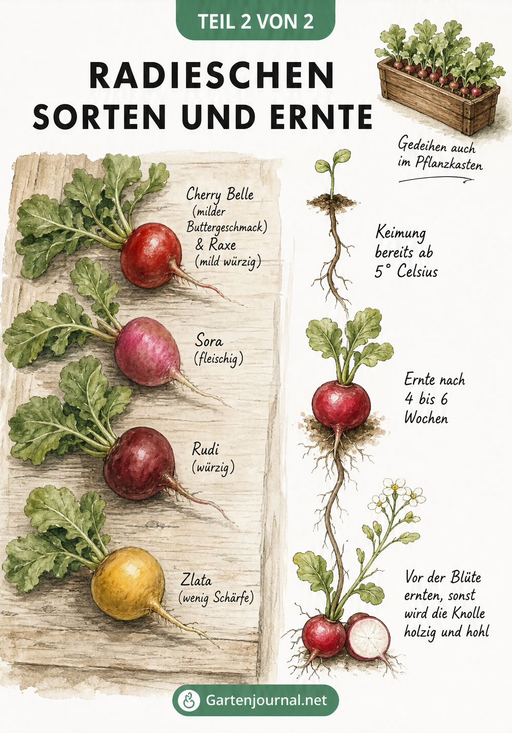 Illustration verschiedener Radieschensorten und ein Zeitstrahl von der Keimung bis zur Ernte