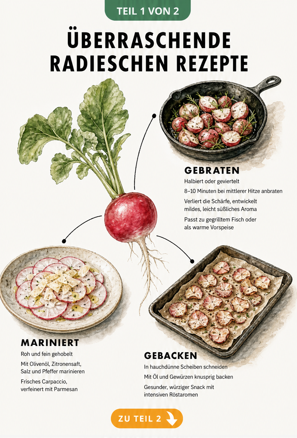Illustration von drei Zubereitungsarten für Radieschen: gebraten, gebacken und mariniert