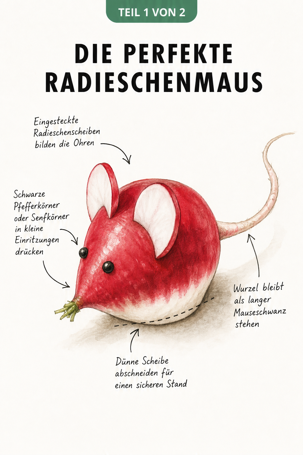 Aquarell-Zeichnung einer Radieschenmaus mit Erklärungen zum Aufbau wie Ohren, Augen und Schwanz