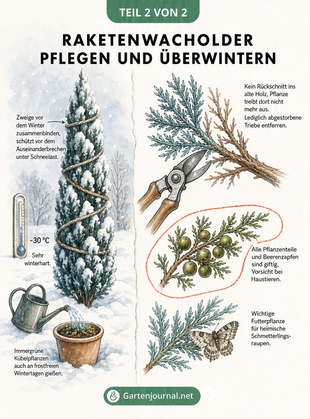 Skizze zur Pflege des Raketenwacholders im Winter und zum richtigen Rückschnitt der Zweige