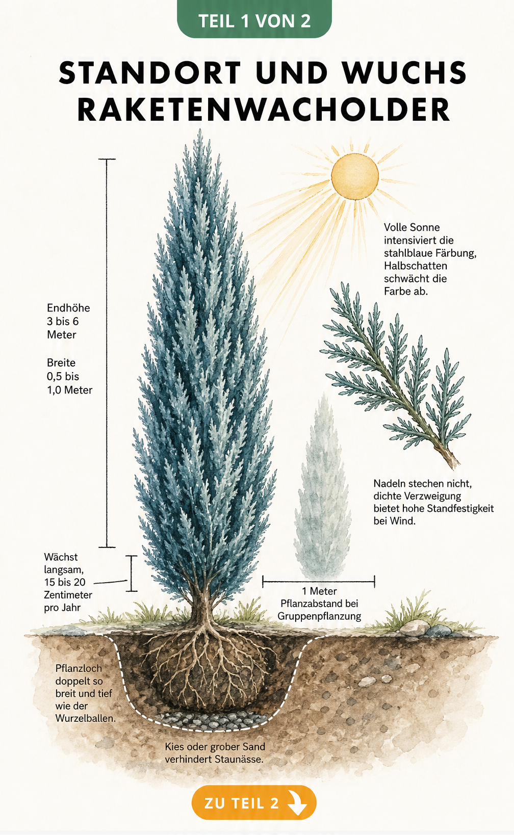 Botanische Illustration des Raketenwacholders 'Blue Arrow' mit Maßangaben zu Wuchshöhe, Breite und Pflanzloch