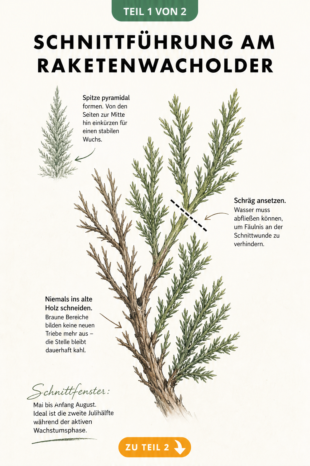Botanische Illustration eines Raketenwacholder-Zweigs mit Markierungen für den richtigen Schnittwinkel und Hinweisen zum Schnittfenster.
