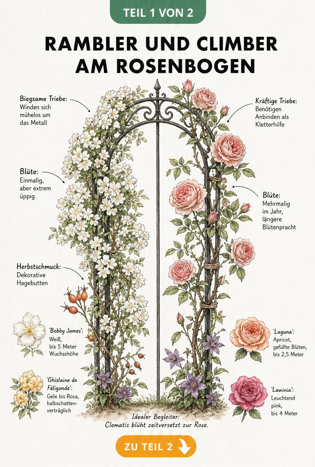 Botanische Illustration von Rambler- und Climber-Rosen an einem Rosenbogen mit Sortenbeispielen