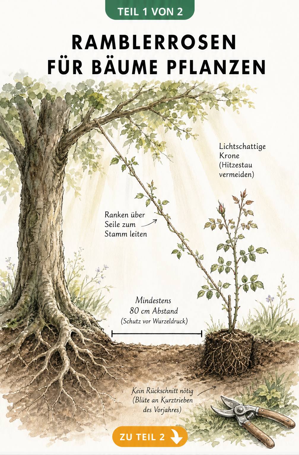 Illustration eines Gartenbodens mit Baumstamm und frisch gepflanzter Ramblerrose, die über ein Seil zum Baum geleitet wird