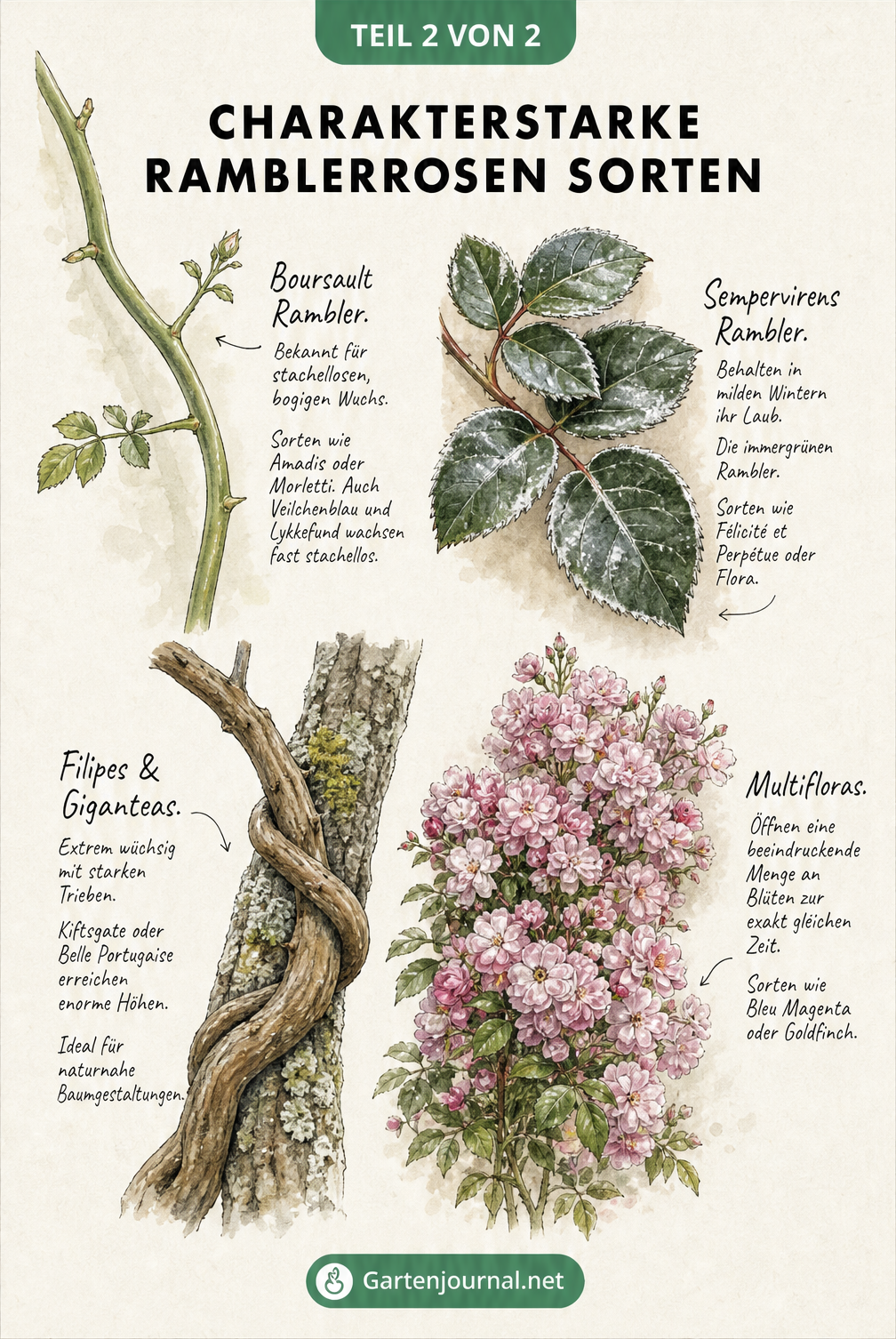 Botanische Skizzen von Ramblerrosen-Details wie stachellosen Trieben, immergrünen Blättern und dichten Blütenbüscheln