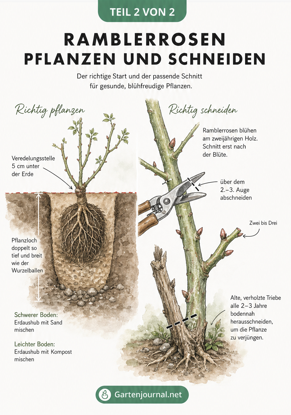Botanische Zeichnung zum Pflanzen und Schneiden von Ramblerrosen mit Wurzelballen und Schnittkanten
