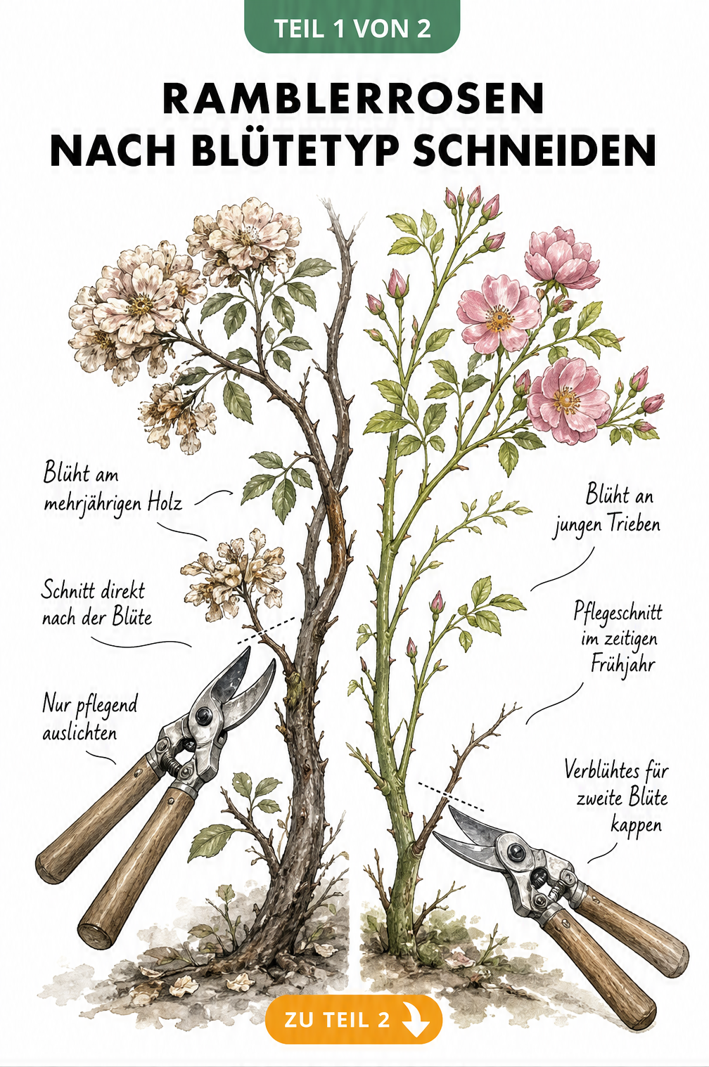 Botanische Illustration einer Ramblerrose, die den Schnitt nach Blütetyp zeigt: links einmalblühend am mehrjährigen Holz, rechts öfterblühend an jungen Trieben.