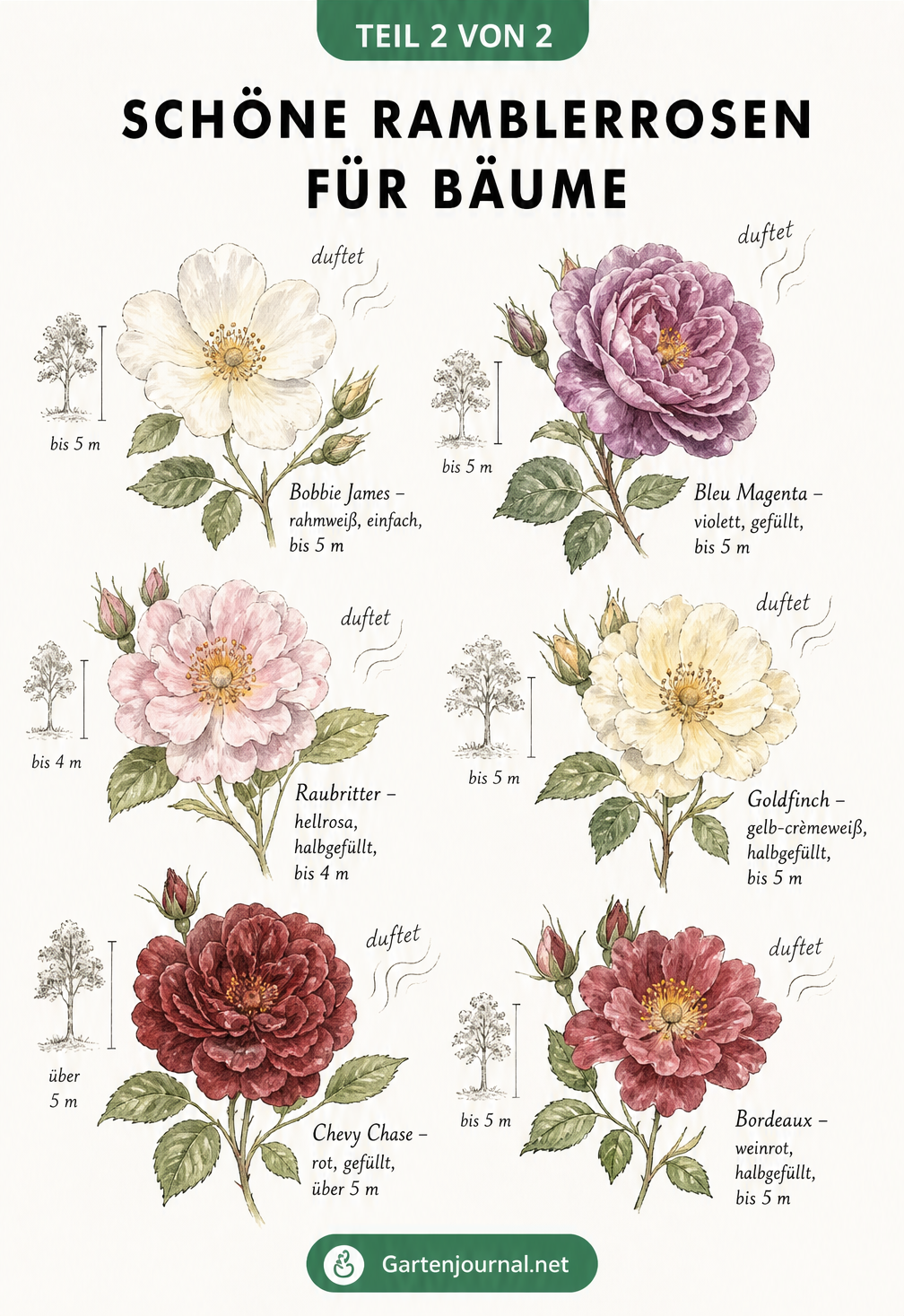Aquarellzeichnungen von sechs Ramblerrosen-Sorten mit Angaben zu Blütenfarbe, Wuchshöhe und Duft