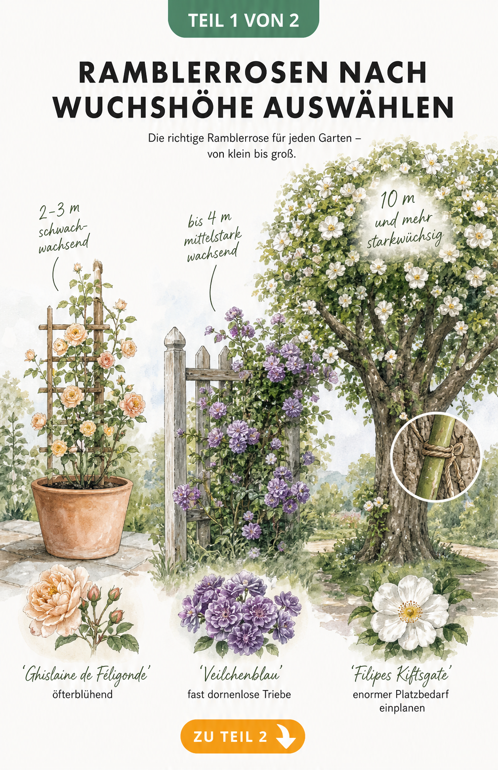 Aquarell-Zeichnung von Ramblerrosen in drei Wuchshöhen an Spalier, Zaun und Obstbaum