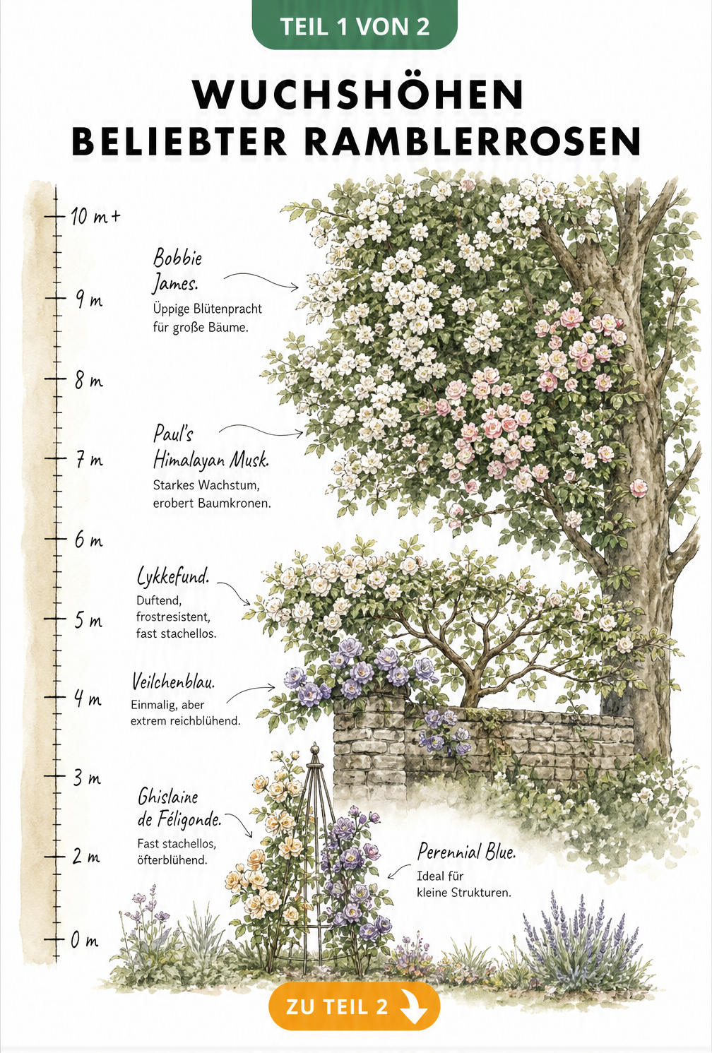 Aquarell-Illustration verschiedener Ramblerrosen-Sorten an Rankhilfen und Bäumen mit Wuchshöhen von 0 bis 10 Metern