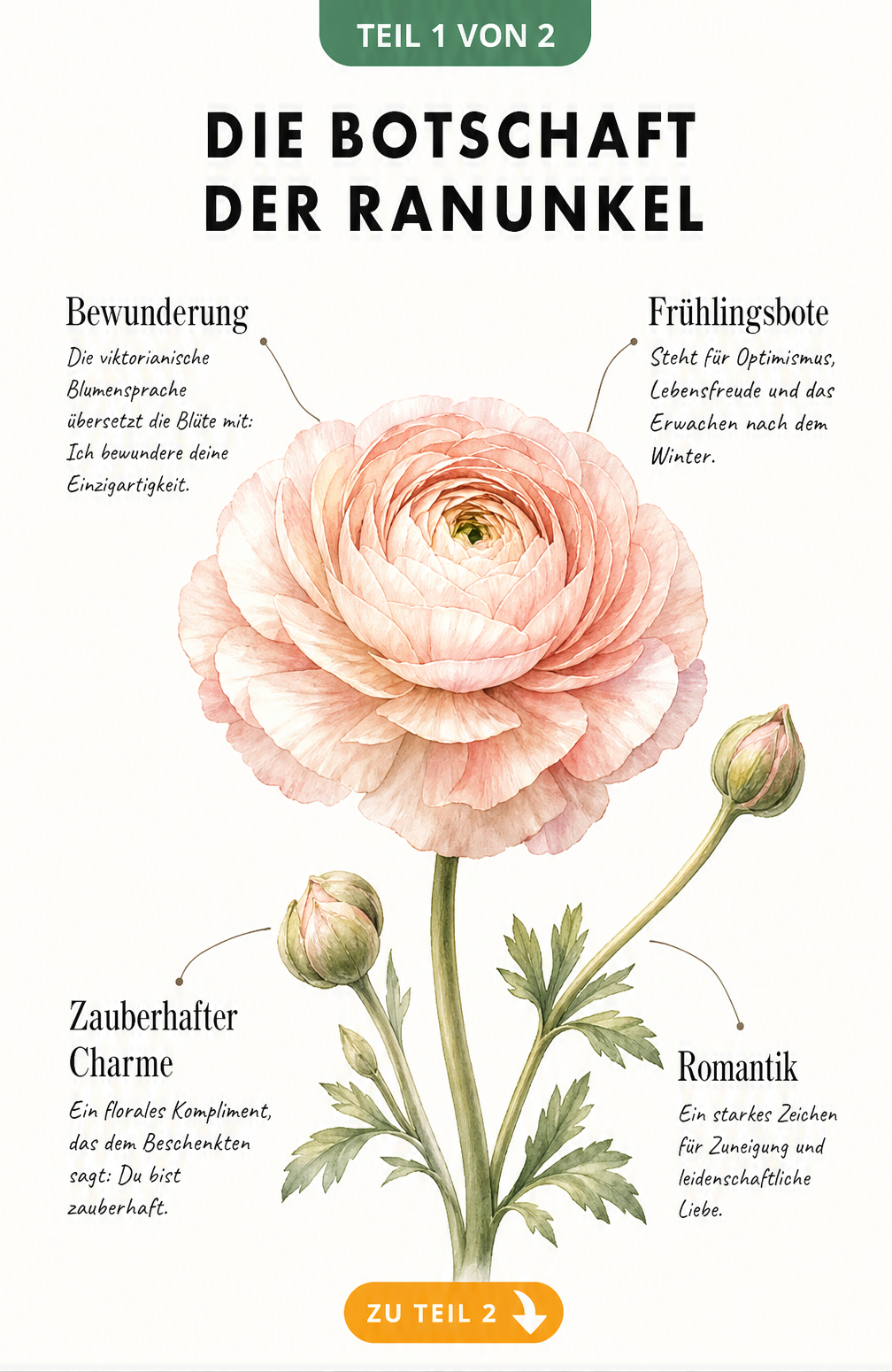 Botanische Illustration einer Ranunkel mit Erklärungen zur Bedeutung wie Bewunderung, Frühlingsbote, Charme und Romantik
