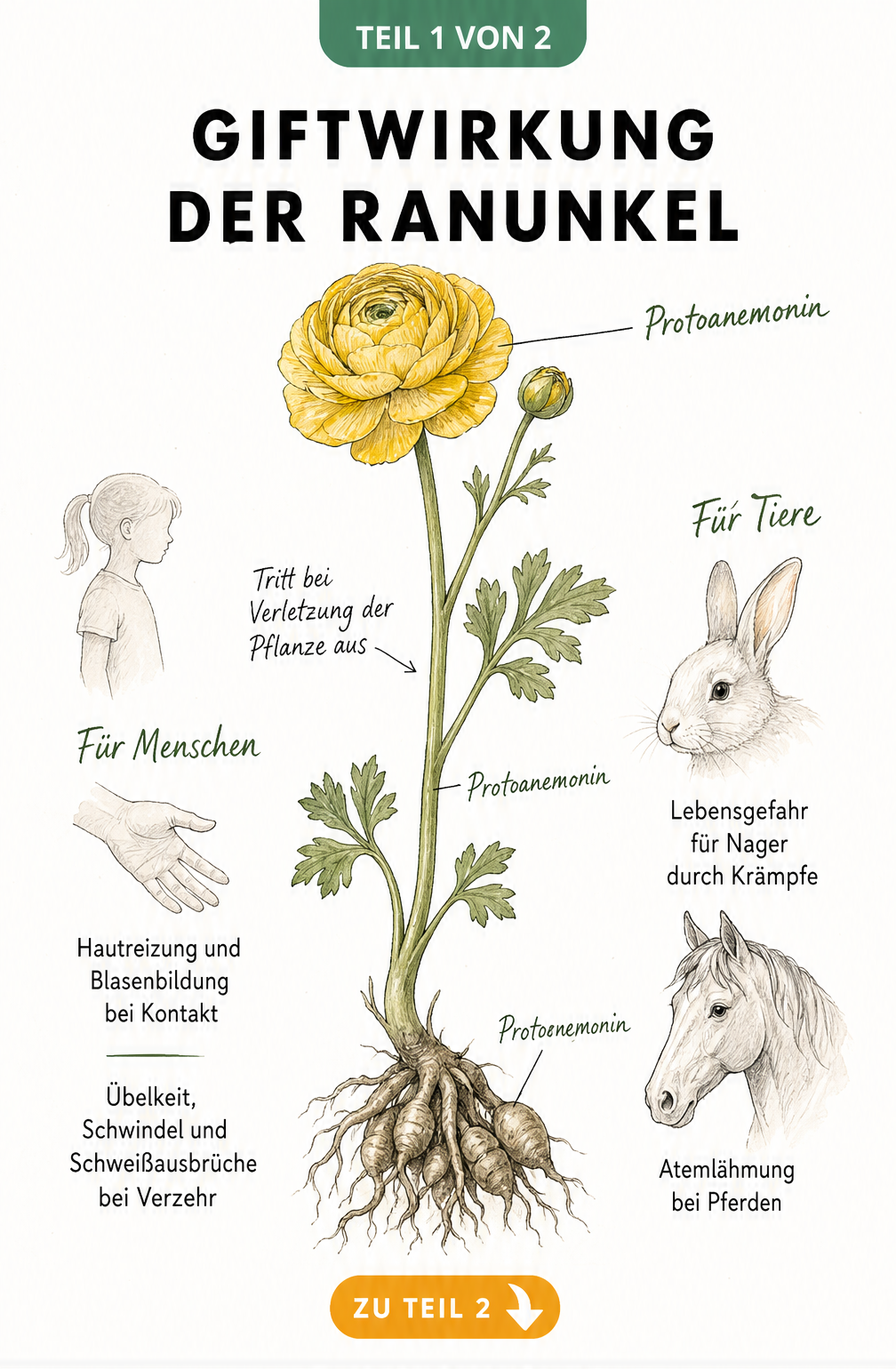 Botanische Illustration einer Ranunkel mit Hinweisen auf das Gift Protoanemonin und Symptome bei Mensch und Tier