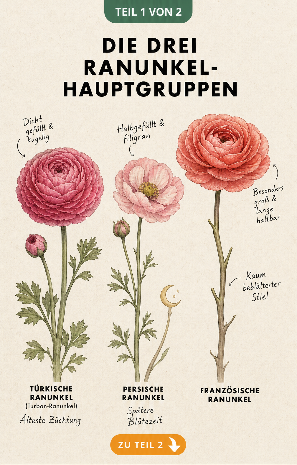 Illustration der drei Ranunkel-Hauptgruppen: Türkische, Persische und Französische Ranunkel mit ihren anatomischen Besonderheiten.