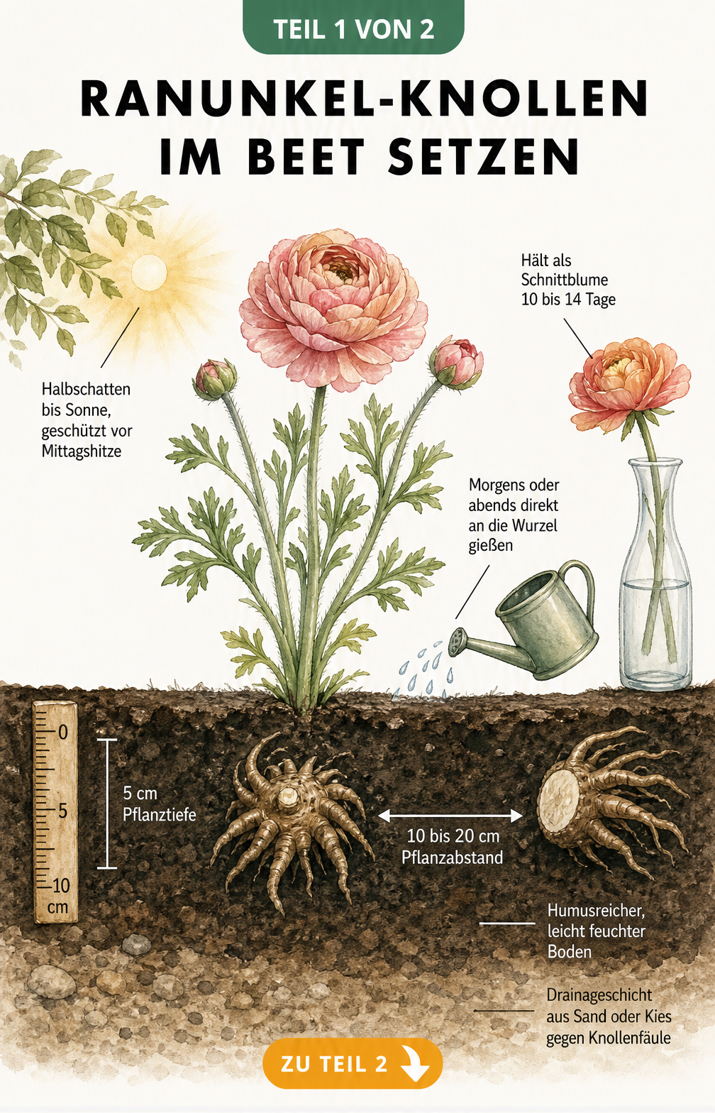 Illustration einer Ranunkel-Knolle im Erdquerschnitt mit Pflanztiefe, Bodenstruktur und Gießhinweisen