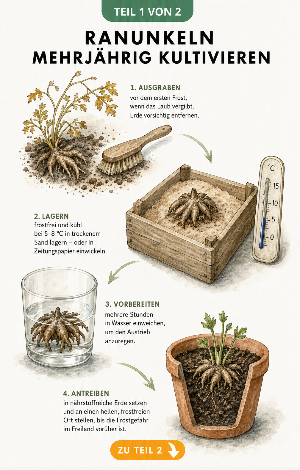 Aquarell-Illustration des Überwinterungs-Kreislaufs einer Ranunkel-Knolle vom Ausgraben bis zum Austrieb im Topf