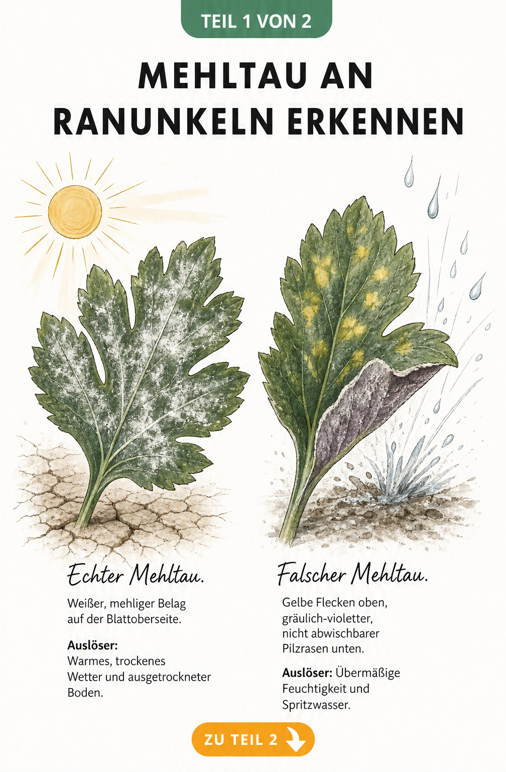 Illustration von Ranunkelblättern mit Echtem und Falschem Mehltau, die weiße Beläge und gelbe Flecken zeigt.