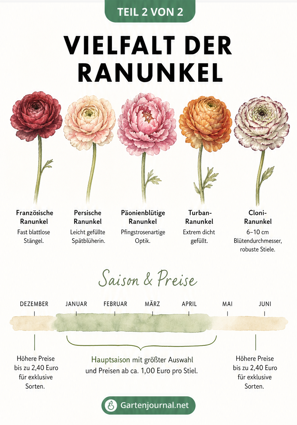 Illustration von fünf verschiedenen Ranunkel-Sorten wie der französischen und persischen Ranunkel sowie ein Zeitstrahl zur Saison und Preisentwicklung