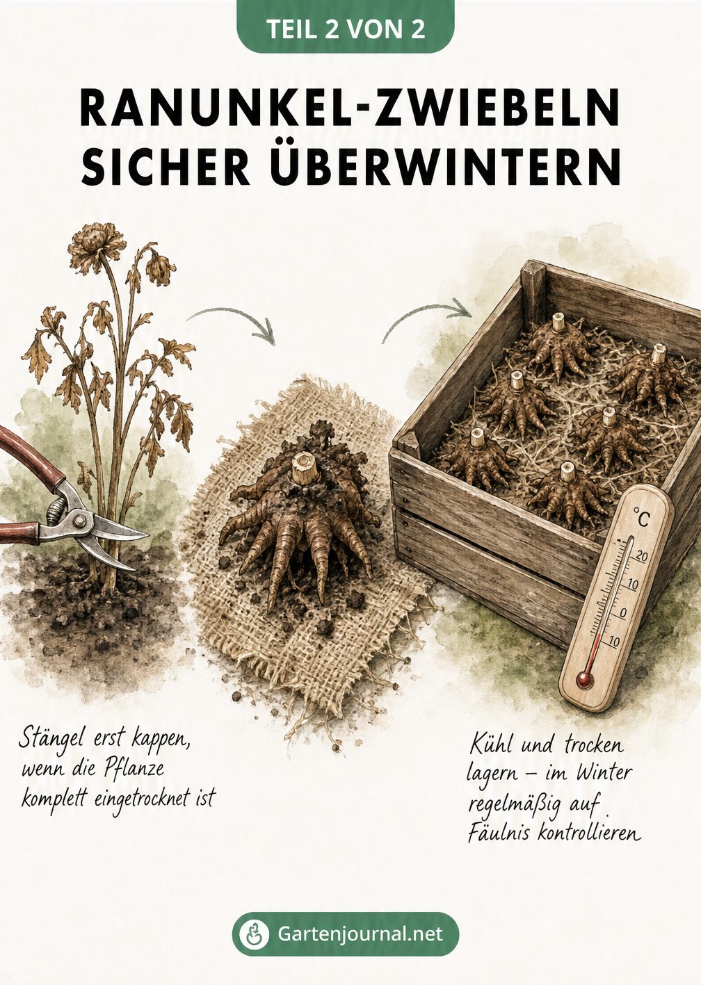 Illustration zur Überwinterung von Ranunkel-Zwiebeln: Rückschnitt der vertrockneten Pflanze, Trocknen der Knolle und Lagerung in einer Holzkiste bei kühlen...