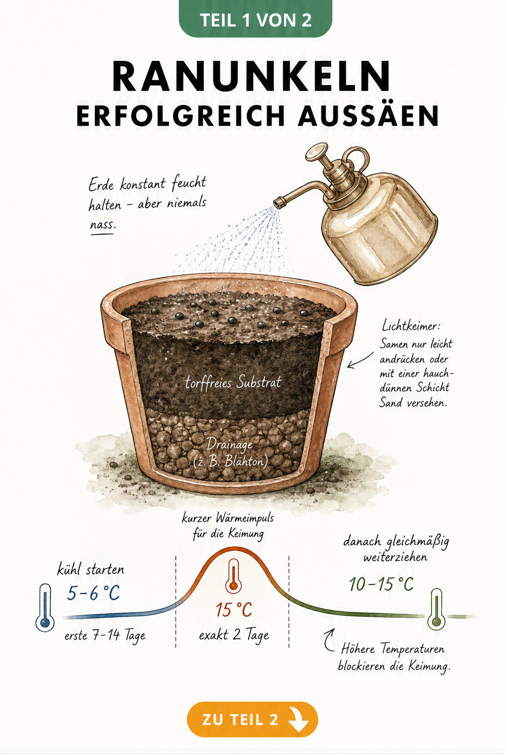 Querschnitt eines Pflanztopfes mit torffreiem Substrat, auf dem Ranunkelsamen als Lichtkeimer liegen, besprüht mit Wasser, daneben eine Temperaturkurve zur...