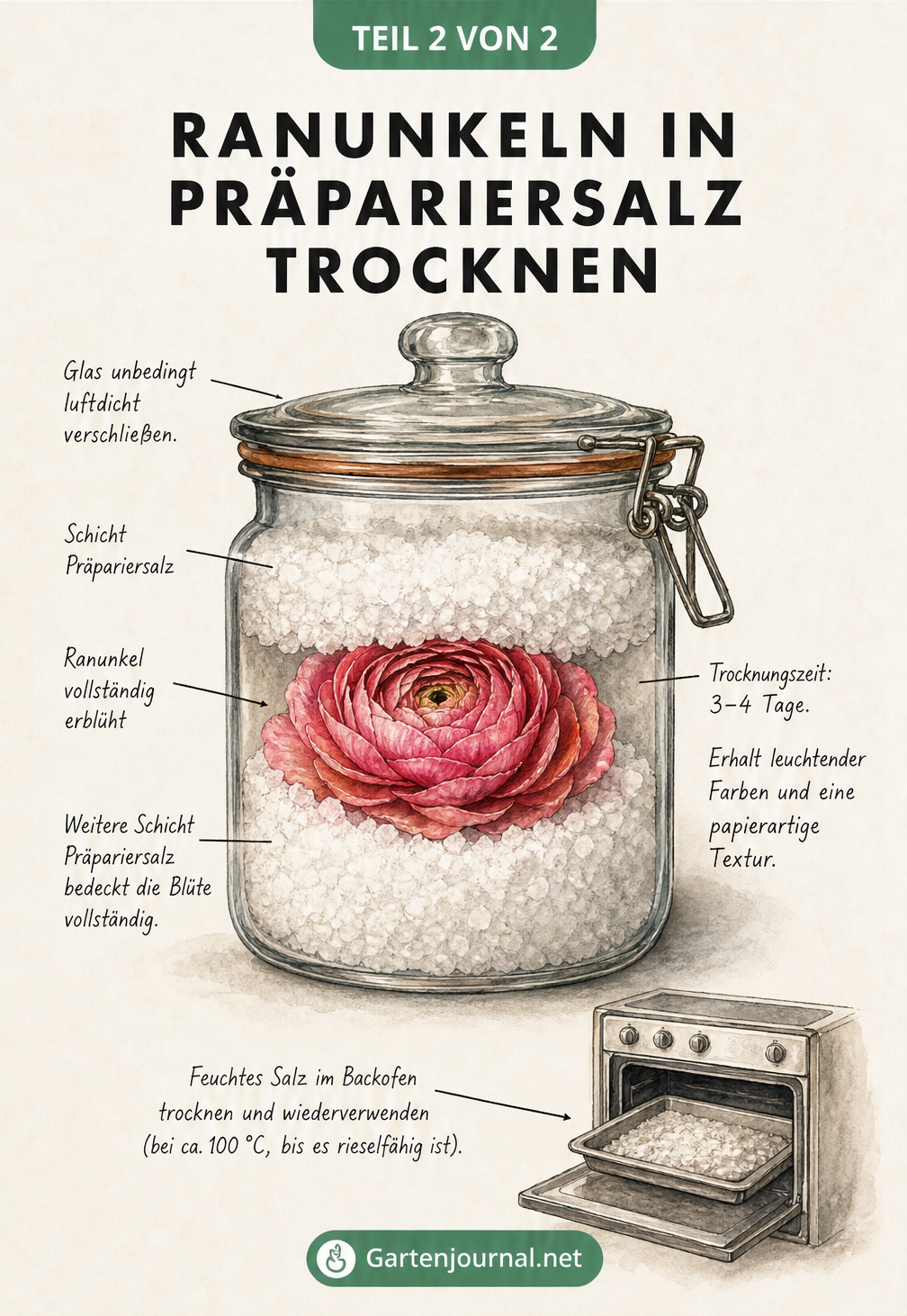 Schnittzeichnung eines Apothekerglases, in dem eine Ranunkel in Präpariersalz getrocknet wird.