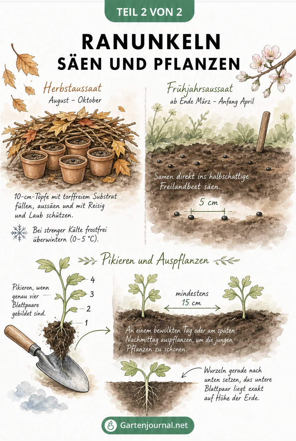 Gartenkalender mit Aquarell-Elementen, der die Herbstaussaat im Topf und die Frühjahrsaussaat im Beet zeigt, sowie das Pikieren und Pflanzen von Ranunkeln mit...