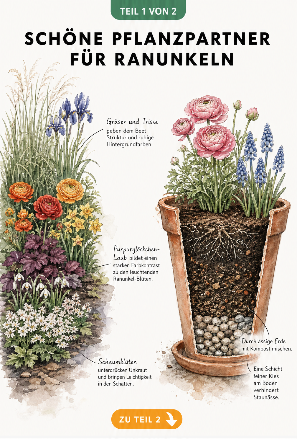Illustration eines Gartenbeets mit Ranunkeln, Gräsern, Iris, Narzissen und Schneeglöckchen sowie einem bepflanzten Terrakotta-Topf im Querschnitt