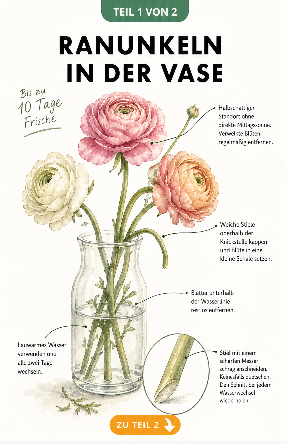 Aquarell-Illustration einer Vase mit drei Ranunkeln, die Pflegetipps wie halbschattiger Standort, schräger Anschnitt und Wasserwechsel zeigt