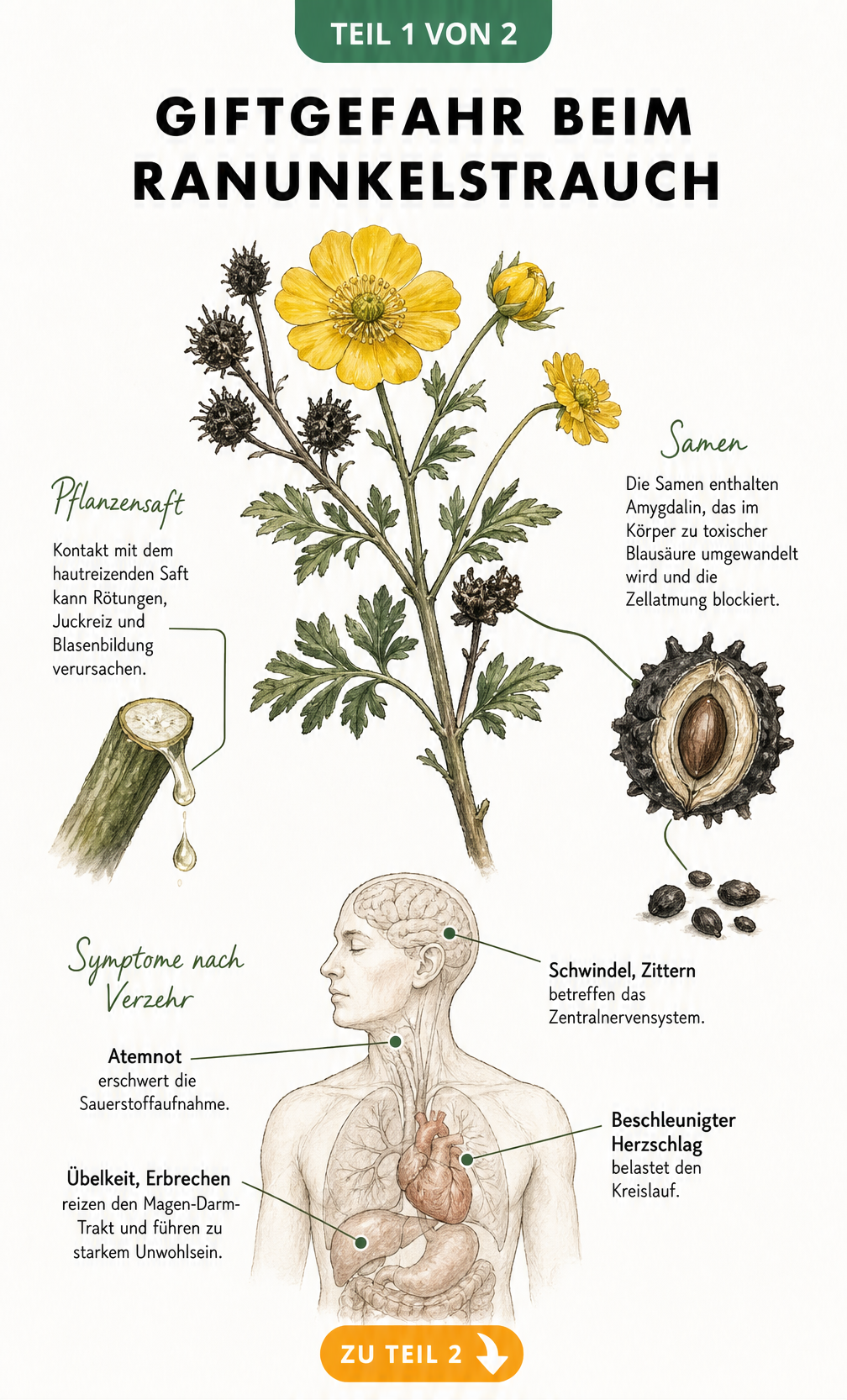 Botanische Illustration eines Ranunkelstrauchs mit Details zu giftigem Pflanzensaft und Samen sowie Vergiftungssymptomen am menschlichen Körper.