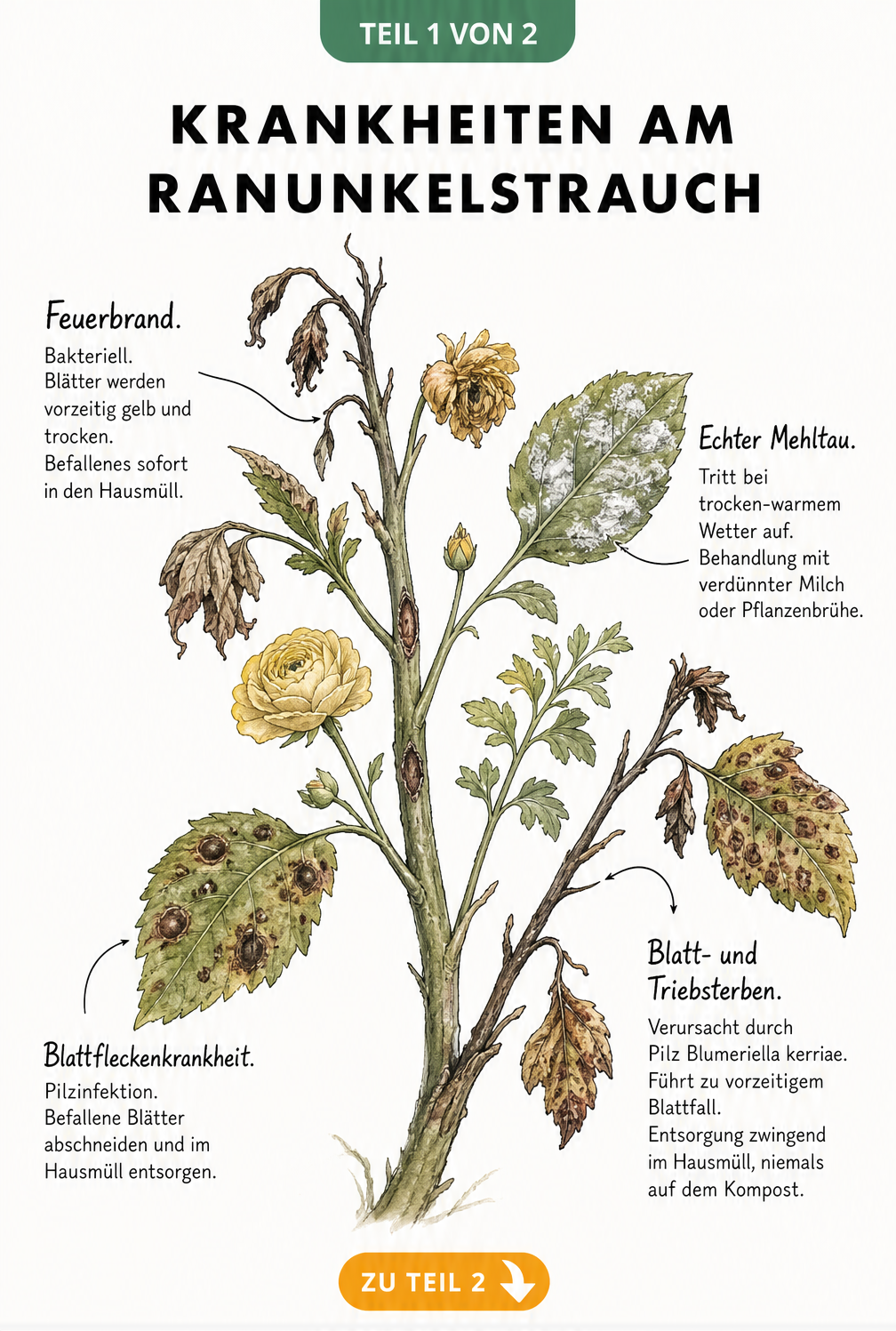 Illustration eines Ranunkelstrauch-Zweigs mit Symptomen von Feuerbrand, Echtem Mehltau, Blattfleckenkrankheit und Blatt- und Triebsterben