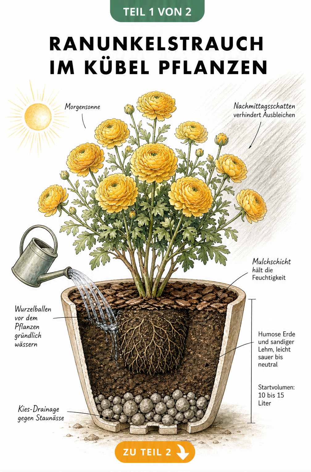 Querschnitt eines Pflanzkübels mit einem blühenden Ranunkelstrauch der Sorte Pleniflora, der den Schichtaufbau aus Kies, Erde und Mulch zeigt.