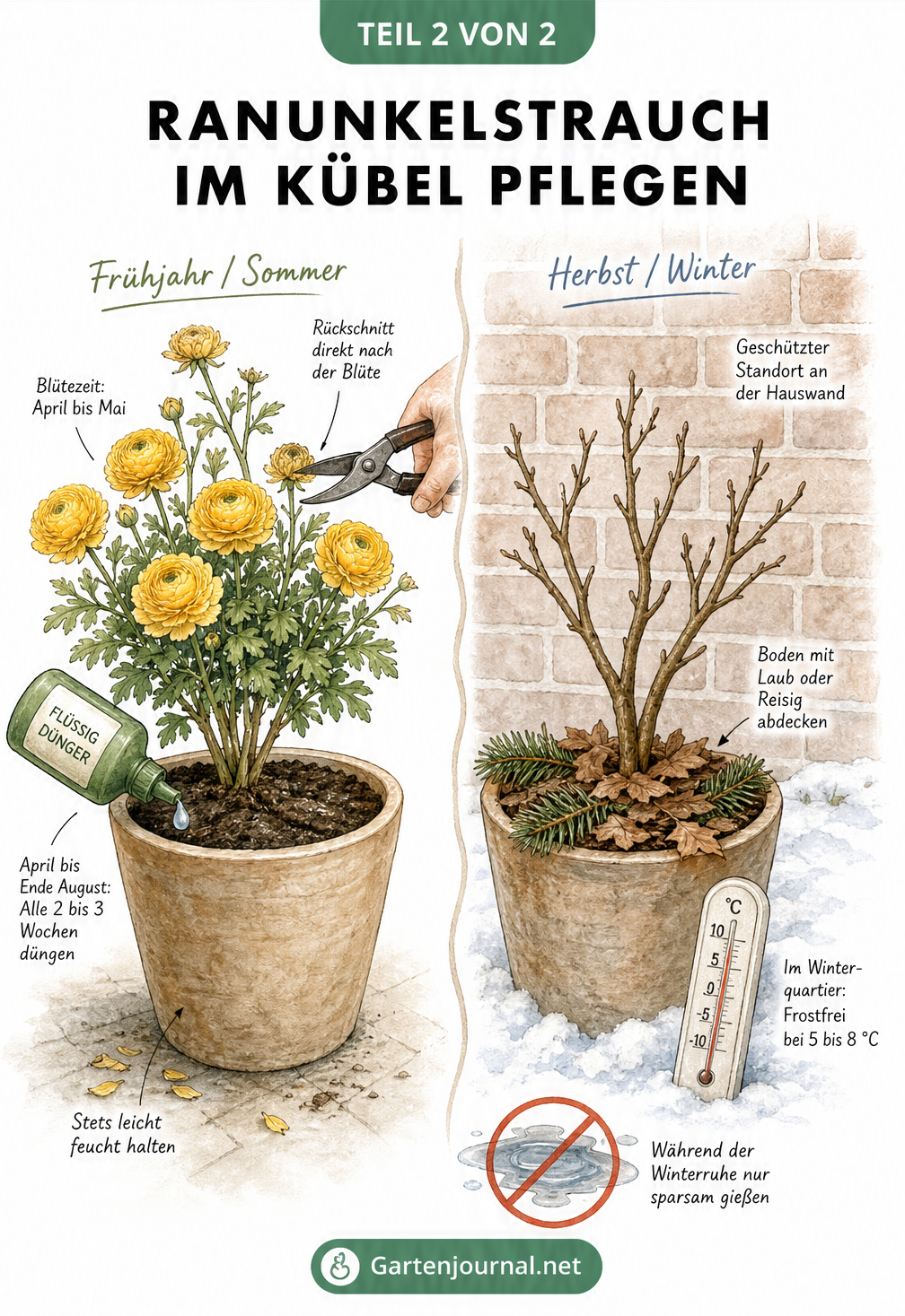 Zweigeteilte Illustration eines Ranunkelstrauchs im Kübel: Links im Sommer mit gelben Blüten, rechts im Winter ohne Blätter vor einer Backsteinmauer.