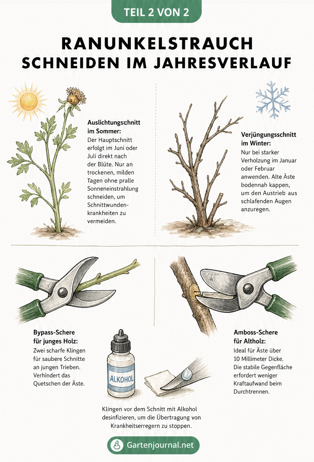 Illustration zum Schneiden des Ranunkelstrauchs im Jahresverlauf mit Darstellung von Auslichtungsschnitt im Sommer, Verjüngungsschnitt im Winter sowie Bypass-...