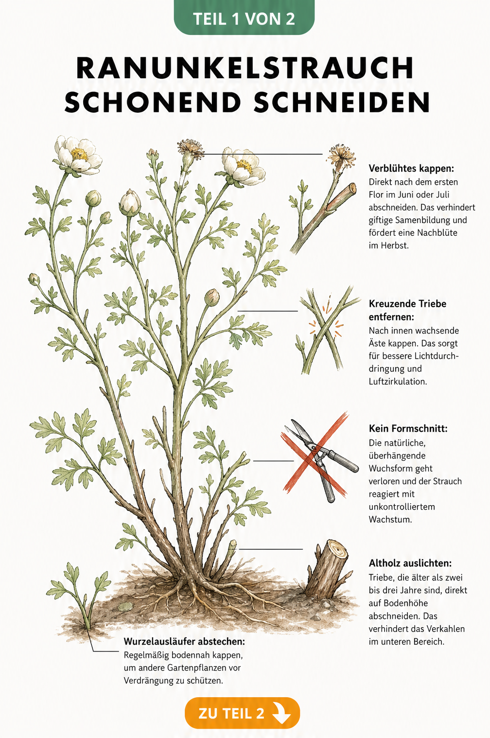 Botanische Illustration eines Ranunkelstrauchs im Querschnitt mit Hinweisen zum schonenden Schneiden von verblühten Trieben, kreuzenden Ästen und Altholz.