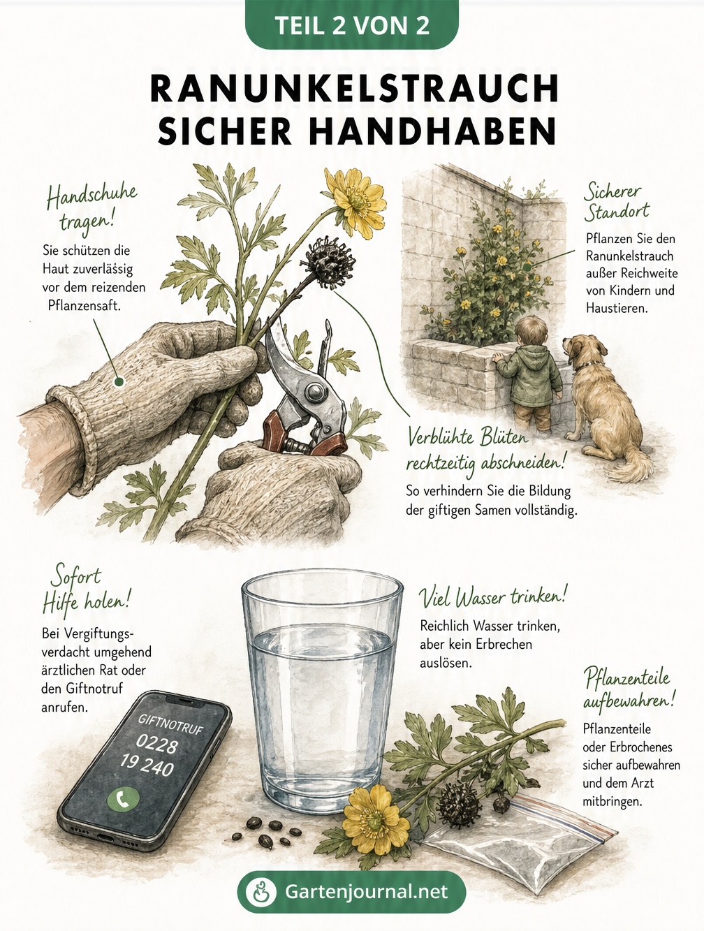 Illustration zur sicheren Handhabung des Ranunkelstrauchs: Gartenhandschuhe beim Schneiden und Erste-Hilfe-Maßnahmen wie Wasser trinken und Giftnotruf wählen.