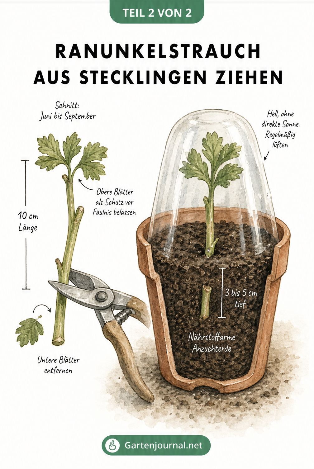 Ein Ranunkelstrauch-Steckling in einem Terrakotta-Topf mit Anzuchterde, abgedeckt mit einer transparenten Plastikhaube.